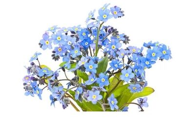 Neoveris contains a forget-me-not extract