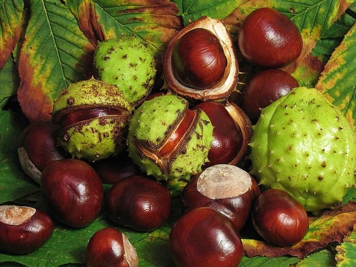 Horse chestnut to prepare an infusion from VRV