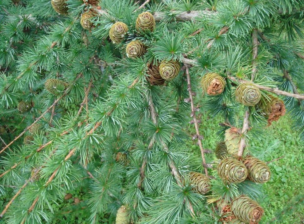 Larch will serve as a raw material for the preparation of medicinal decoction for varicose veins. 