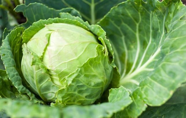 White cabbage is used for therapeutic compresses for varicose veins. 